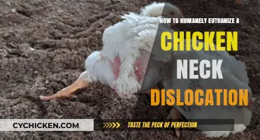 Compassionate Chicken Euthanasia: Mastering Humane Neck Dislocation Techniques