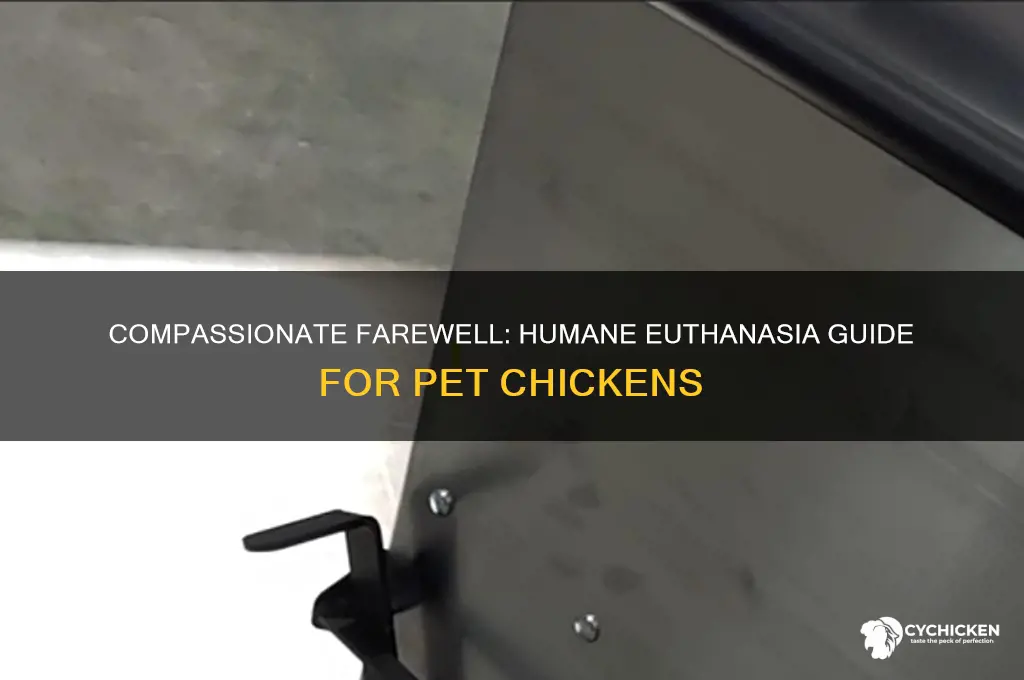 how to humanely euthanize a pet chicken