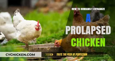 Compassionate Care: Humane Euthanasia for Prolapsed Chickens Explained