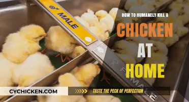 Humane Chicken Culling: A Step-by-Step Home Guide for Beginners
