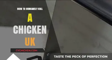 Humane Chicken Dispatch: UK Guidelines for Ethical and Quick Euthanasia