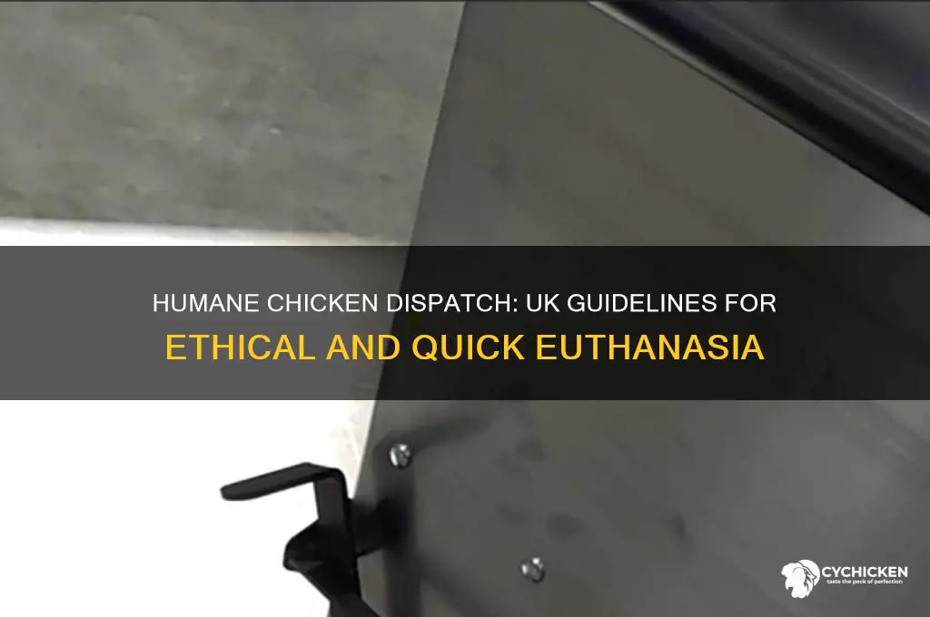 how to humanely kill a chicken uk