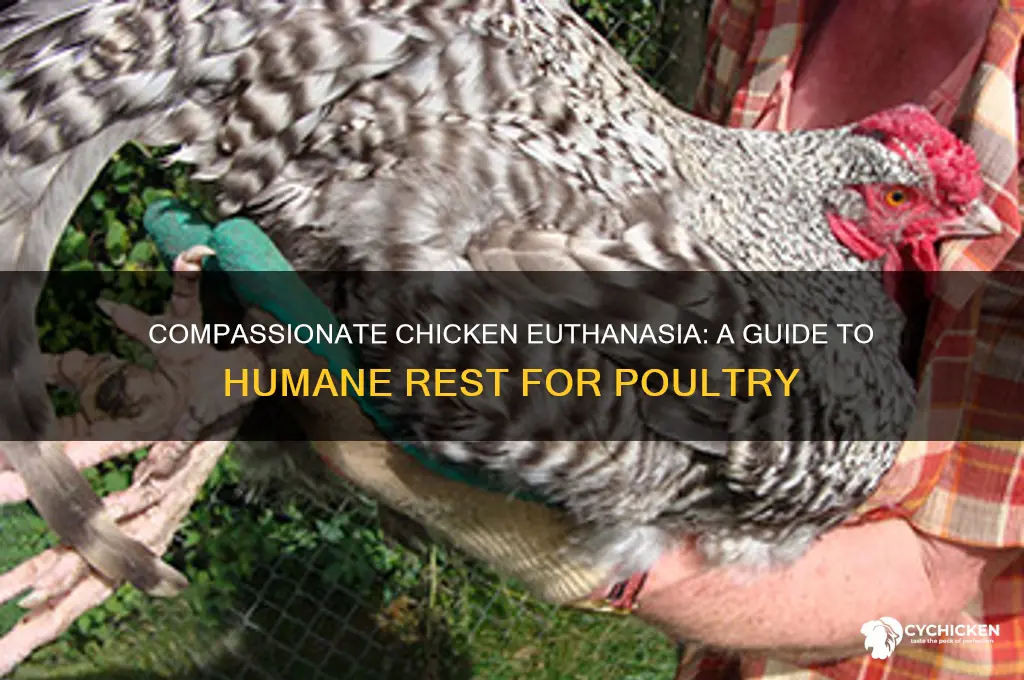 how to humanely put a chicken to sleep