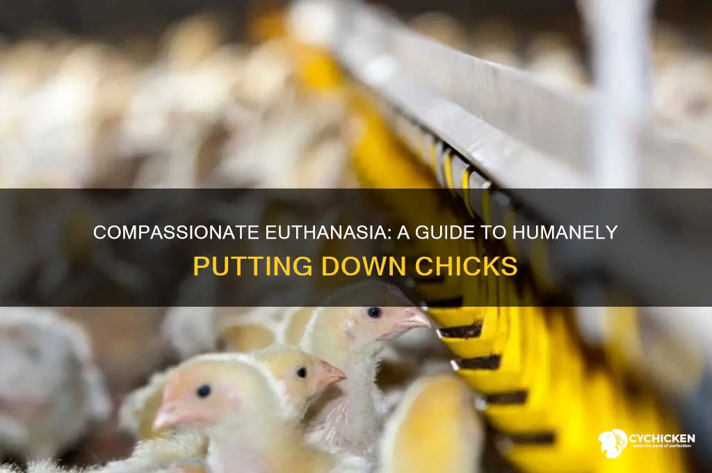 how to humanely put down a chick