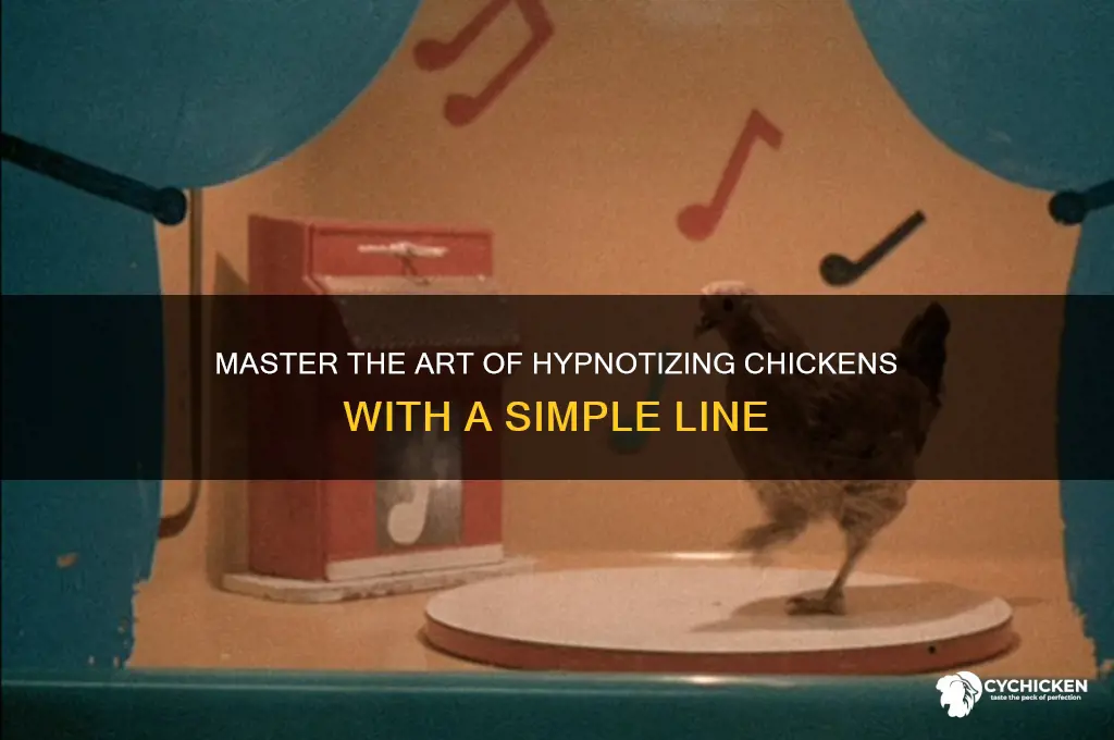 how to hypnotize a chicken with a line