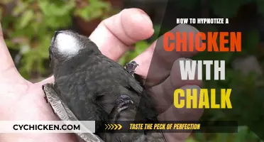 Master the Art of Hypnotizing Chickens Using Chalk: A Simple Guide