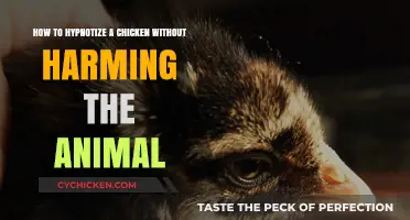Hypnotizing Chickens: A Safe and Easy Guide