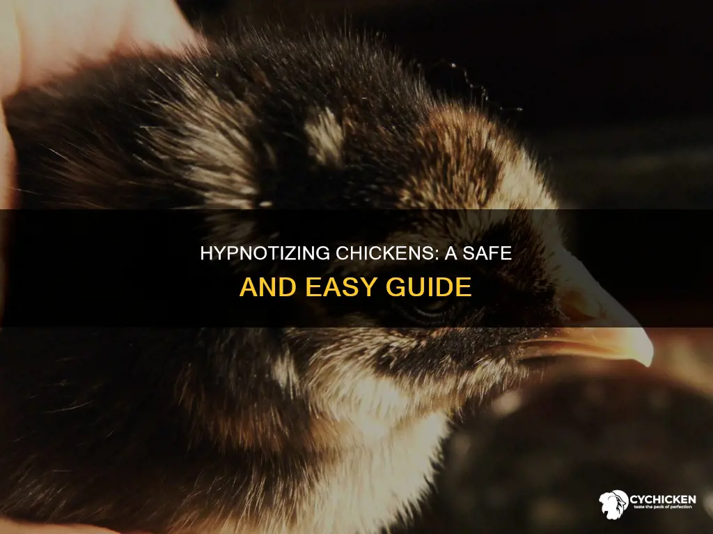 how to hypnotize a chicken without harming the animal