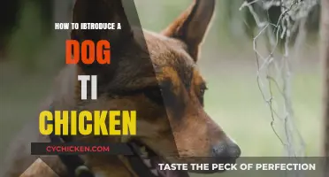 Introducing Your Dog to Chickens: A Safe and Stress-Free Guide