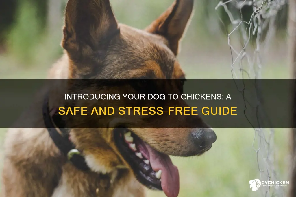 how to ibtroduce a dog ti chicken