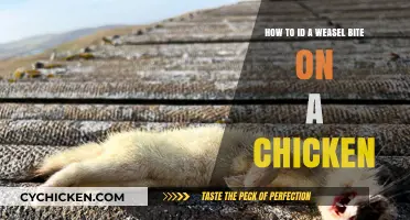 Weasel Attacks: Identifying Bites on Chickens