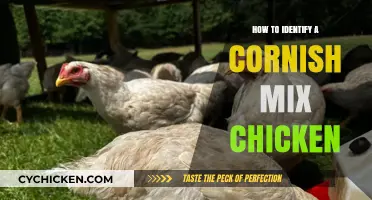 Spotting a Cornish Mix Chicken: Key Traits and Identification Tips