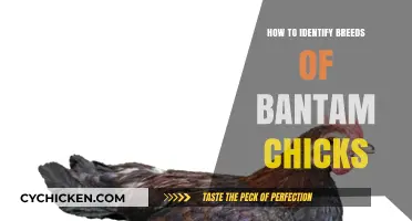 Identifying Bantam Chick Breeds: A Beginner's Guide to Key Characteristics