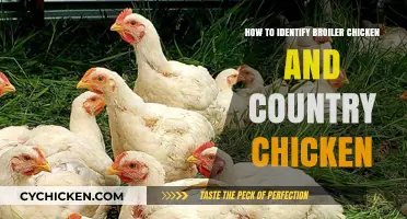 Broiler vs. Country Chicken: Key Identification Tips for Poultry Lovers