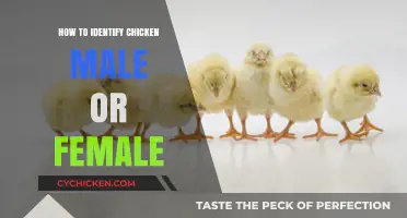 Identifying Chicken Gender: Simple Tips to Tell Males from Females