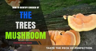 Spotting Chicken of the Trees: A Guide to Identifying Laetiporus Mushrooms