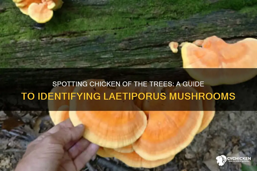 how to identify chicken of the trees mushroom