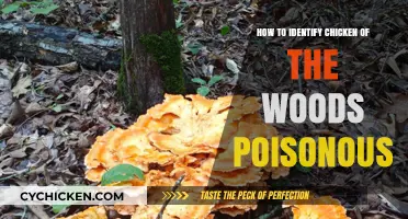 Identifying Poisonous Look-Alikes: Safely Spotting Chicken of the Woods