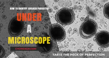 Microscopic Detection: Spotting Chicken Parasites with Precision and Ease