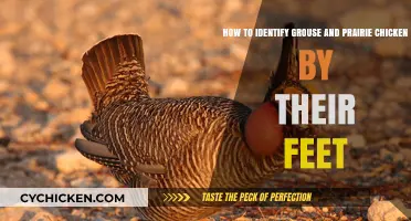 Identifying Grouse and Prairie Chickens: Focus on Their Feet