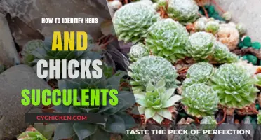Identifying Hens and Chicks Succulents: A Beginner's Guide to Varieties