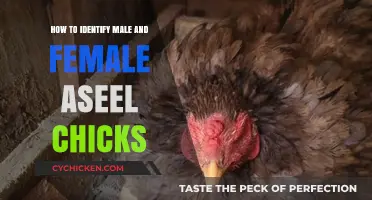 Identifying Male and Female Aseel Chicks: A Beginner's Guide
