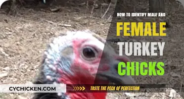 Identifying Male and Female Turkey Chicks: A Beginner's Guide
