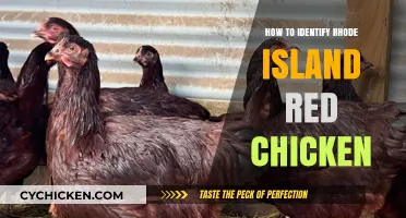 Identifying Rhode Island Red Chickens: Key Traits and Characteristics