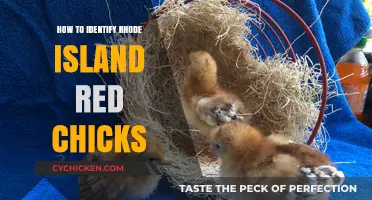Spotting Rhode Island Red Chicks: Key Traits and Identification Tips