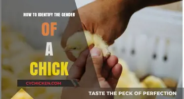 Identifying Chick Gender: Simple Techniques for Accurate Results