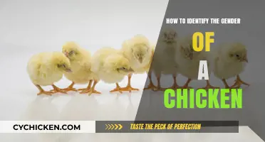Identifying Chicken Gender: A Beginner's Guide to Determining Sex