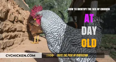 Identifying Chicken Sex: A Day-Old Guide