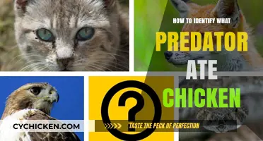 Identifying the Predator: Clues to Determine What Ate Your Chicken