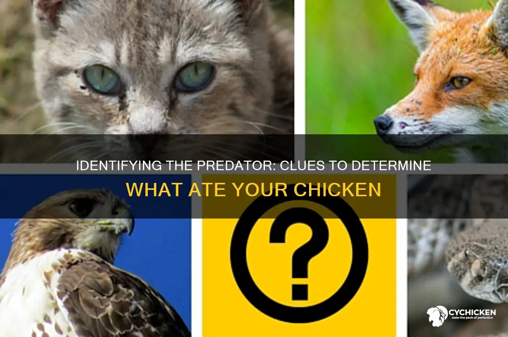 how to identify what predator ate chicken