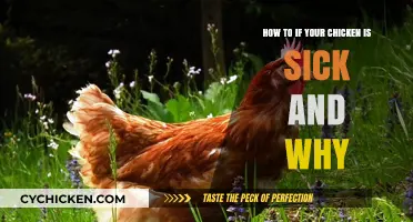 Chicken Care: Sickness Signs and Prevention Tips