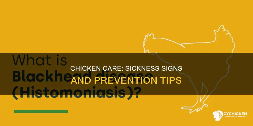 how to if your chicken is sick and why