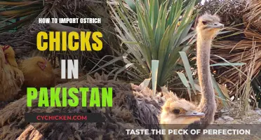 Importing Ostrich Chicks to Pakistan: A Comprehensive Guide
