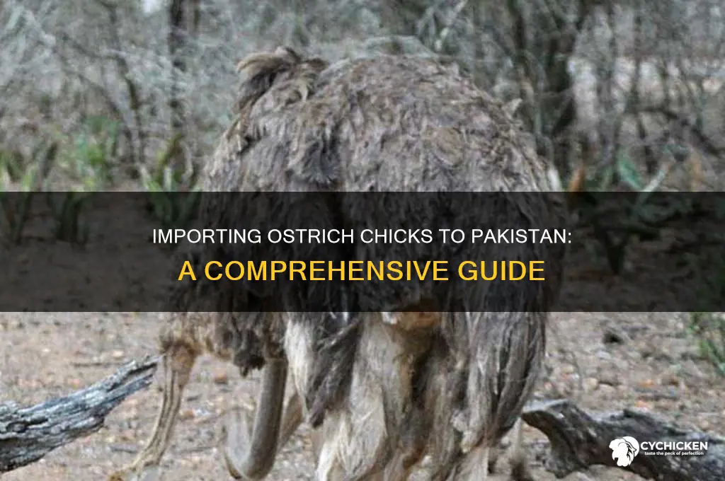 how to import ostrich chicks in pakistan
