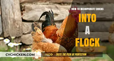 Integrating Chicks into Your Flock: A Smooth Transition Guide