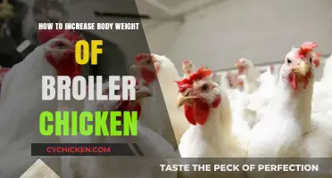 Effective Strategies to Boost Broiler Chicken Weight Gain Naturally