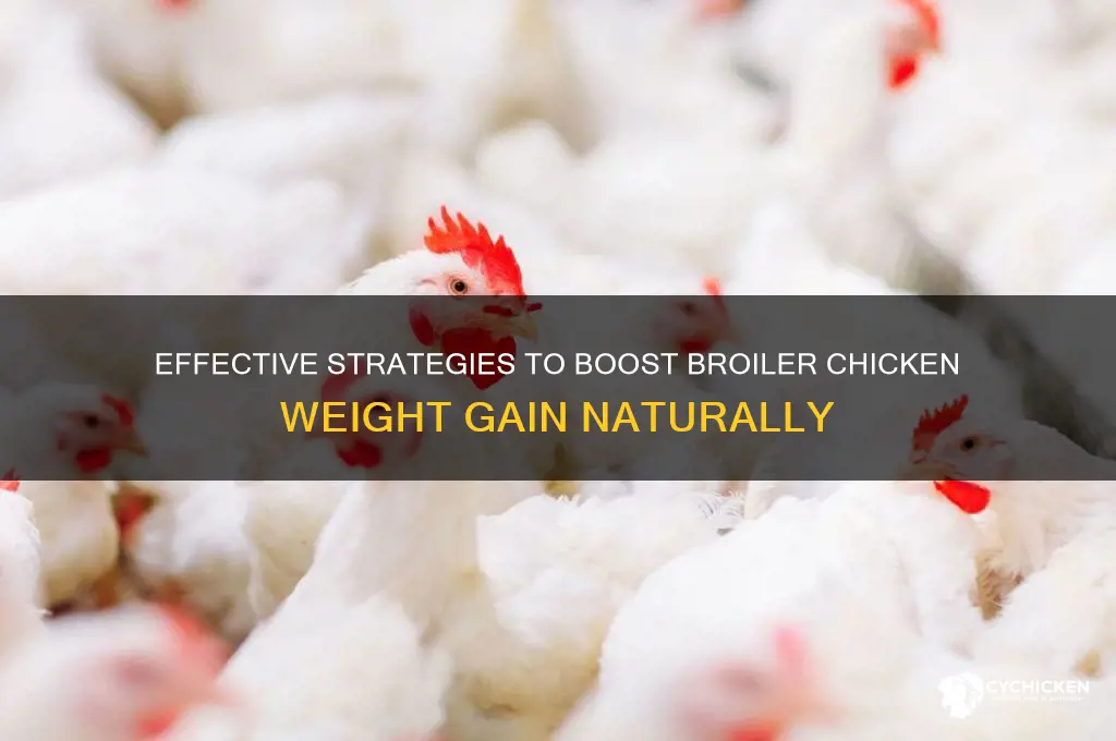 how to increase body weight of broiler chicken