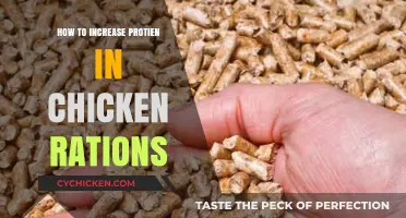 Boosting Protein in Chicken Feed: Strategies for Optimal Ration Formulation
