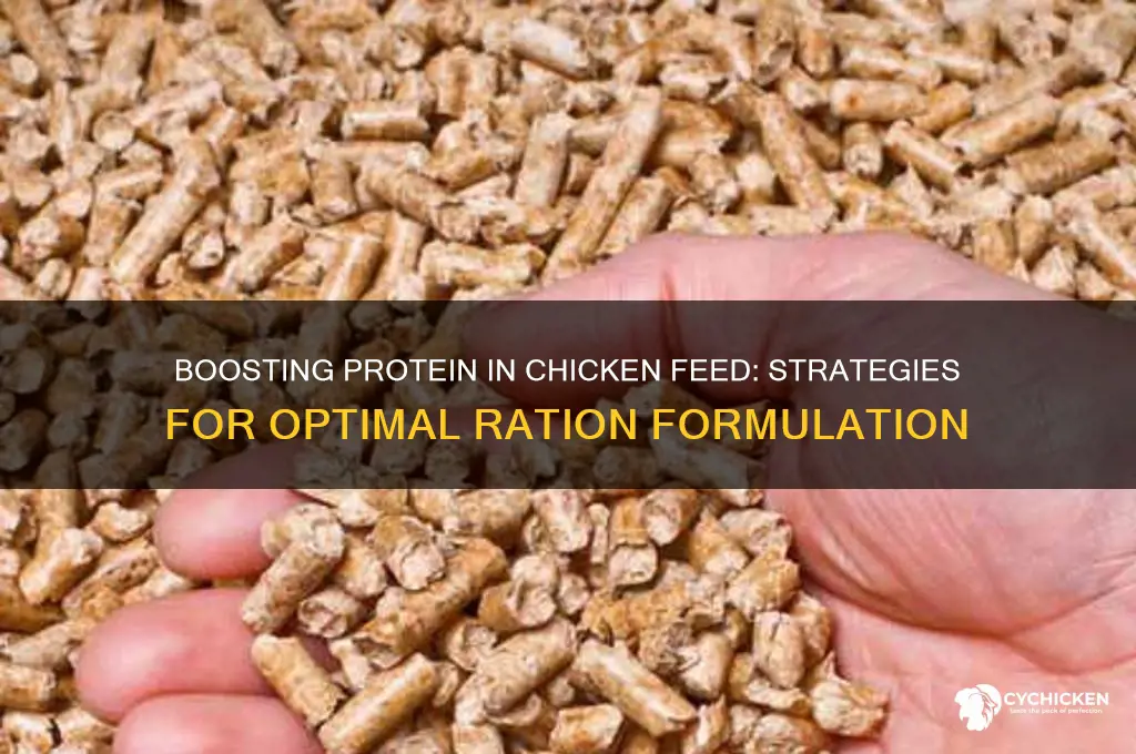 how to increase protien in chicken rations