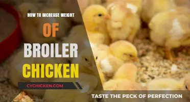 Effective Strategies to Boost Broiler Chicken Weight Gain Naturally