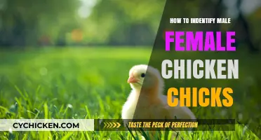 Identifying Male vs Female Chicken Chicks: A Beginner's Guide