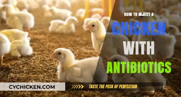 Safe Antibiotic Injection Techniques for Poultry: A Step-by-Step Guide