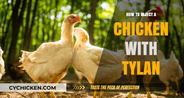 Step-by-Step Guide: Safely Administering Tylan Injections to Chickens