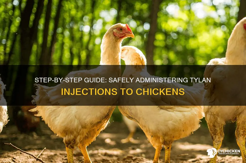 how to inject a chicken with tylan