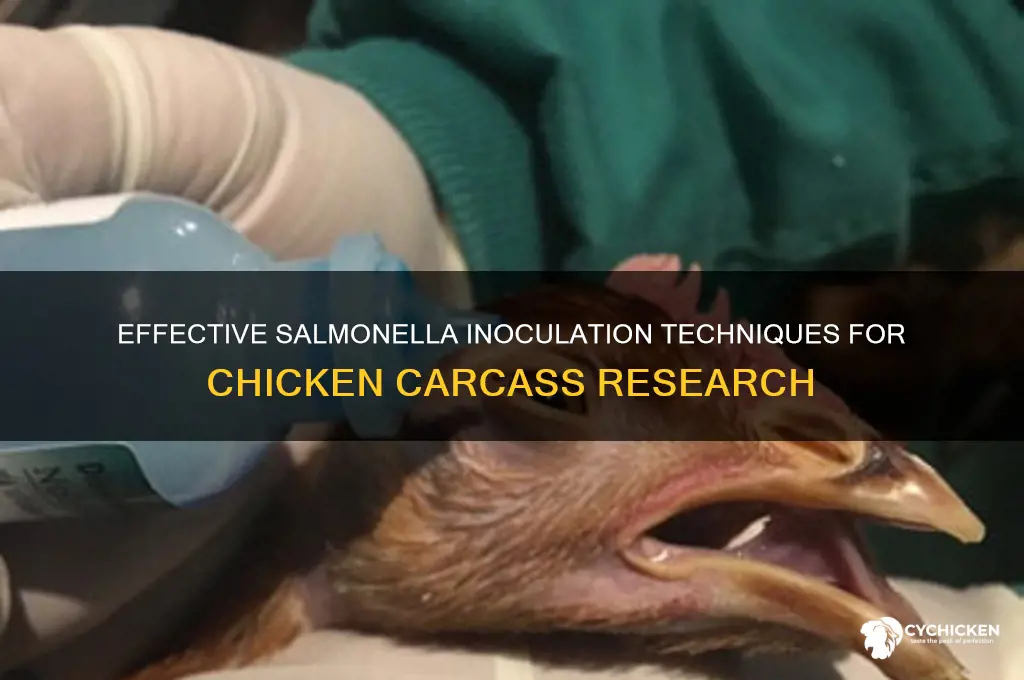 how to inocultate salmonella on chicken carcass