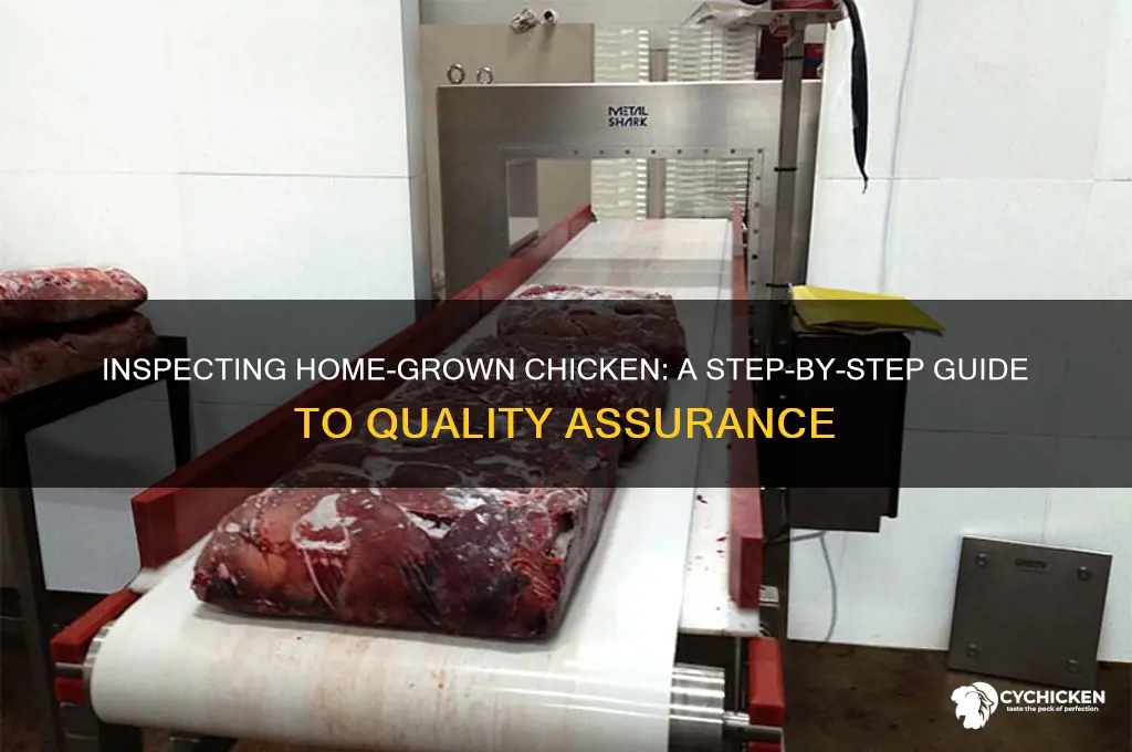 how to inspect home grown chicken meat
